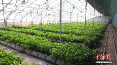 （乡村行·看振兴）山西和顺：科创赋能农业转型 多元化业态拓宽兴农路径